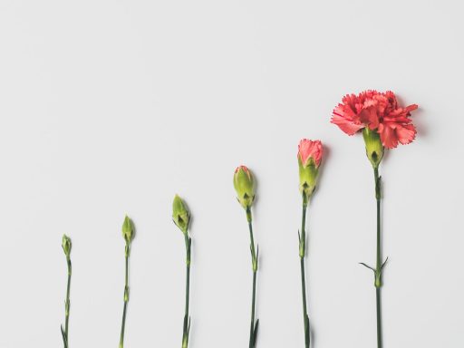 pink flower on white background