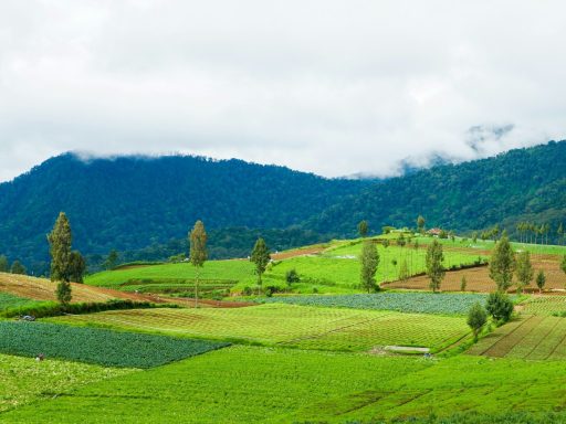 green grass field near green trees under white sky during daytime