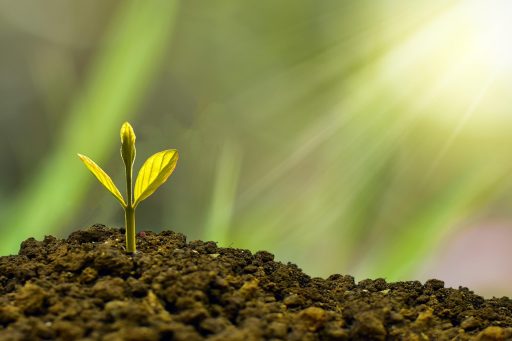 Groene plant die groeit uit een stapel munten als symbool voor groene beleggingen