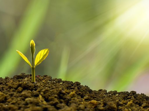 Groene plant die groeit uit een stapel munten als symbool voor groene beleggingen